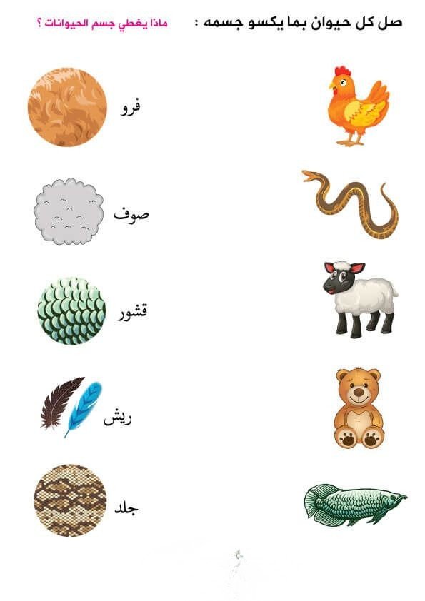 مايغطي جلد الحيوان
